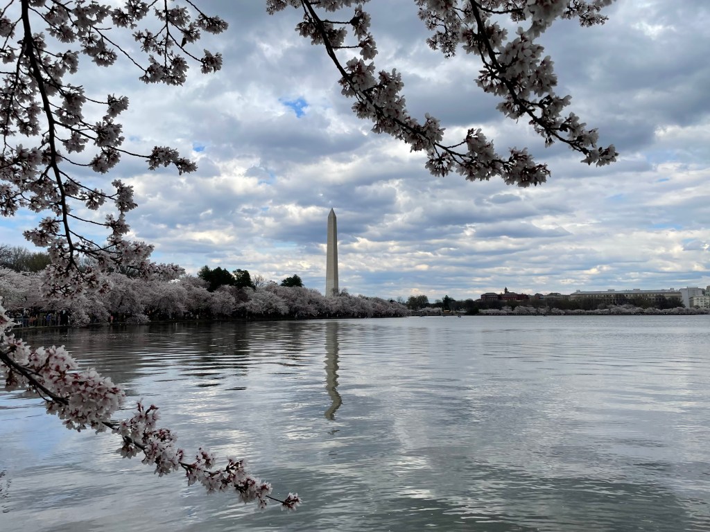 A view of the Washington Monument from the tidal basin, with cherry blossoms framing the photo.