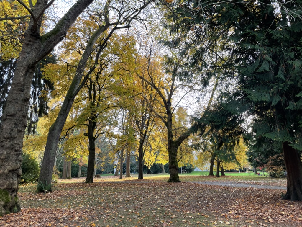 Trees with autumn foliage in a park.