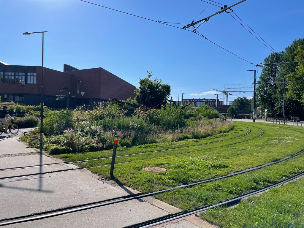 A grassy area under tram tracks. 